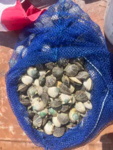 Scallop Season in Florida